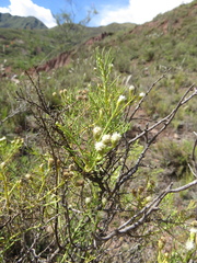 Baccharis boliviensis
