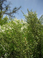 Ceanothus leucodermis