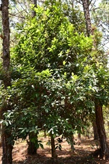 Ilex brandegeeana