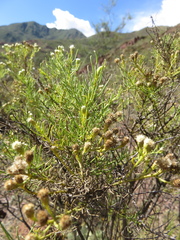 Baccharis boliviensis