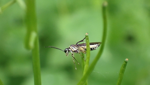 Pied Strider, Nieuwegein, Nederland, photo 10 of 10