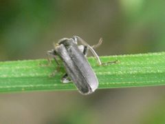Cantharis obscura