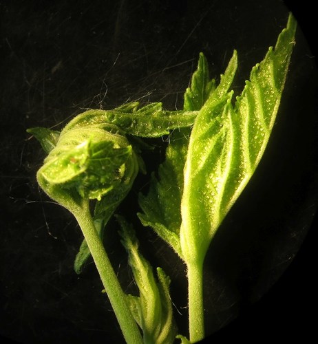 Dasineura tetensi