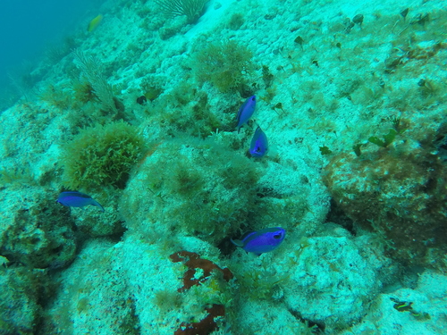 Blue Chromis