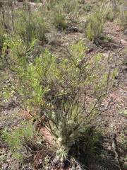 Baccharis boliviensis