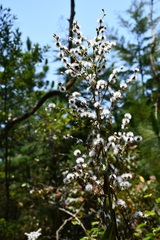 Lepidaploa argyropappa