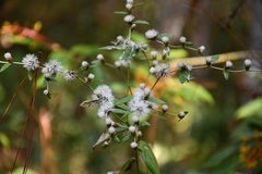 Lepidaploa argyropappa