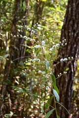 Lepidaploa argyropappa