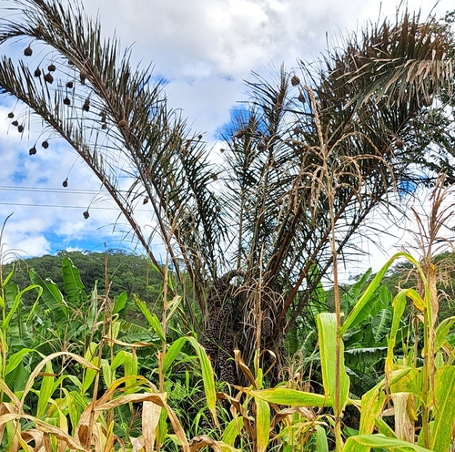 Foto de Palmeira-ráfia
