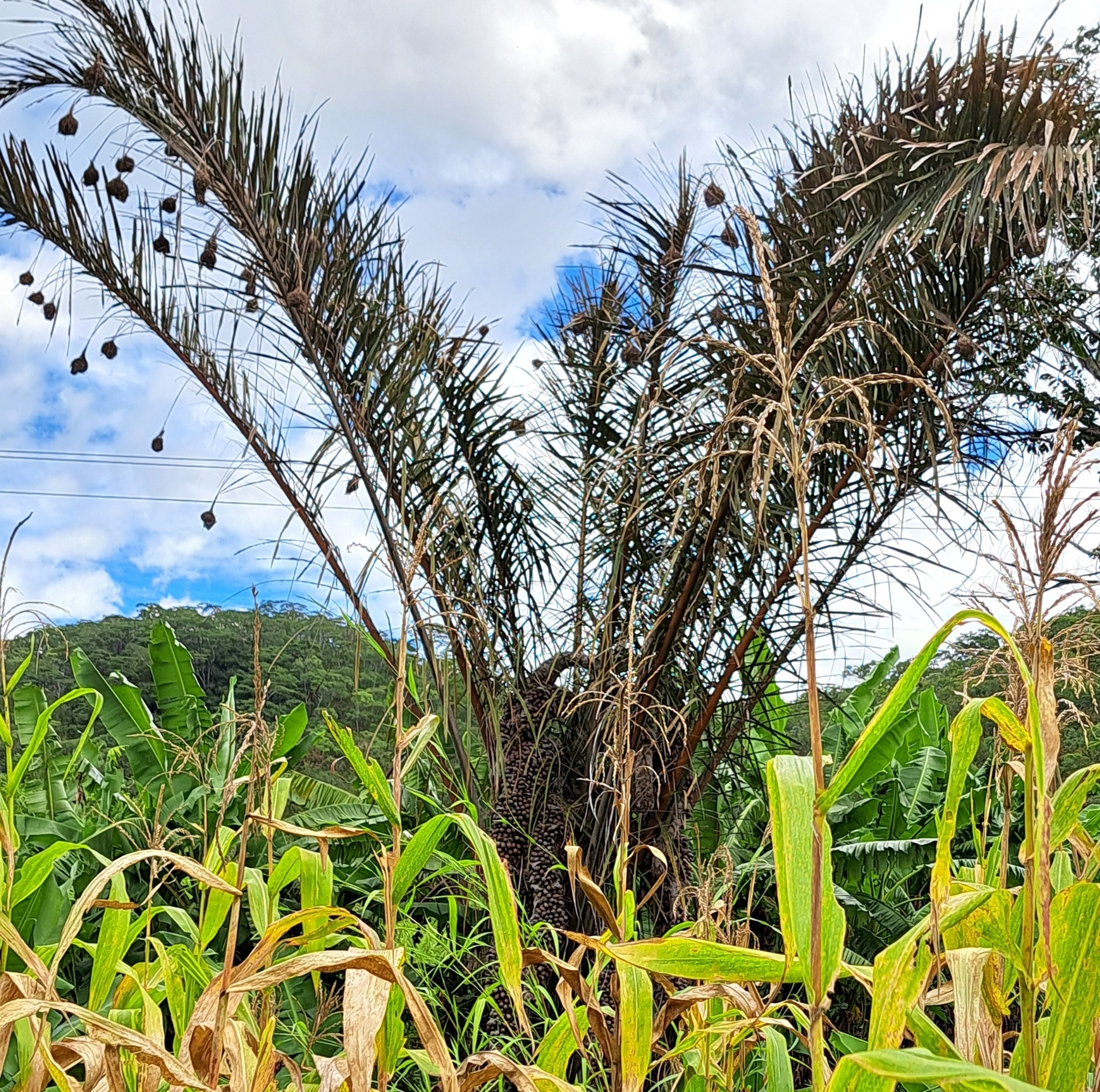 Imagem de Palmeira-ráfia