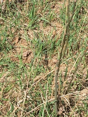 Thamnophis sirtalis