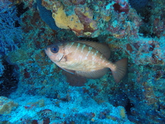 Heteropriacanthus cruentatus