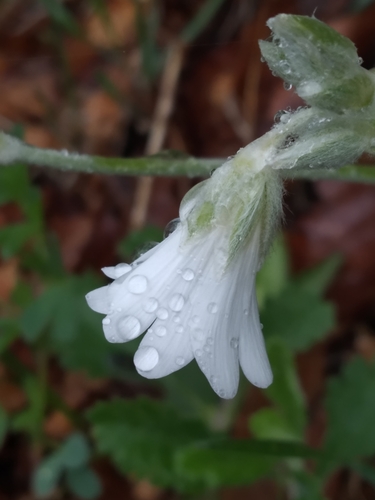 Boreal chickweed (Cerastium biebersteinii)