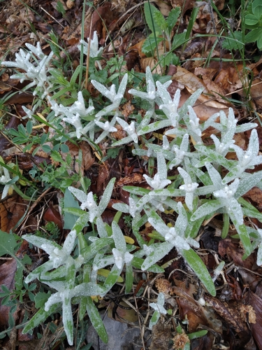 Cerastium biebersteinii, photograph 2