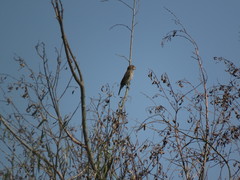 Amblyospiza albifrons