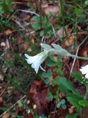 Cerastium biebersteinii, photograph (c) Sergey Cherkasov, some rights reserved (CC BY)