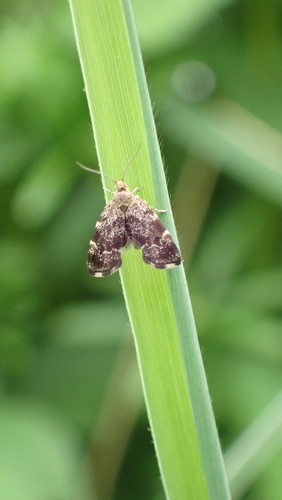 Common Nettle-tap, Nieuwegein, Nederland, photo 8 of 10