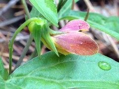 Viola lobata