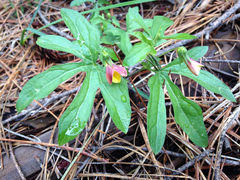 Viola lobata
