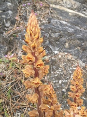Orobanche austrohispanica