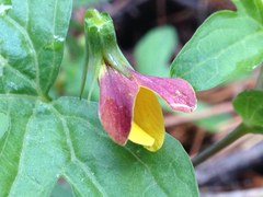 Viola lobata