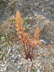 Orobanche austrohispanica