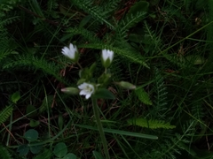 Cerastium holosteoides