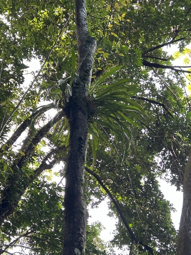 Foto de Pingo d'ouro