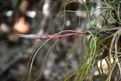 Tillandsia butzii