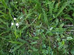 Cerastium holosteoides