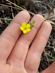 Potentilla arenosa