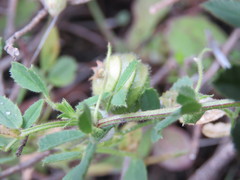 Medicago scutellata