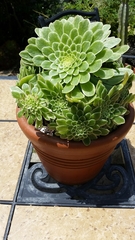 Aeonium arboreum arboreum