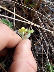 Potentilla arenosa