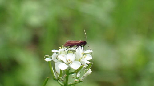 Meadow Longhorn, Nieuwegein, Nederland, photo 9 of 10