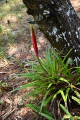 Tillandsia lampropoda