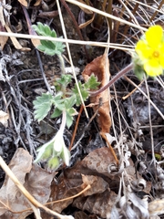 Potentilla arenosa