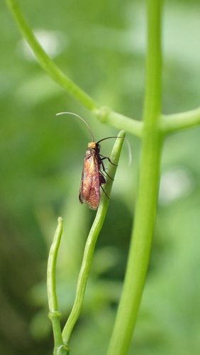 Meadow Longhorn, Nieuwegein, Nederland, photo 10 of 10