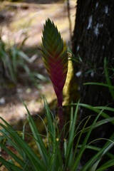 Tillandsia lampropoda