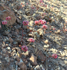 Eriogonum nortonii