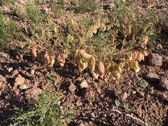 Astragalus allochrous