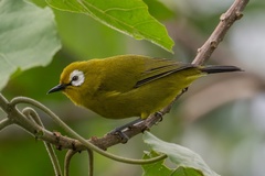 Broad-Ringed White-Eye photo 3