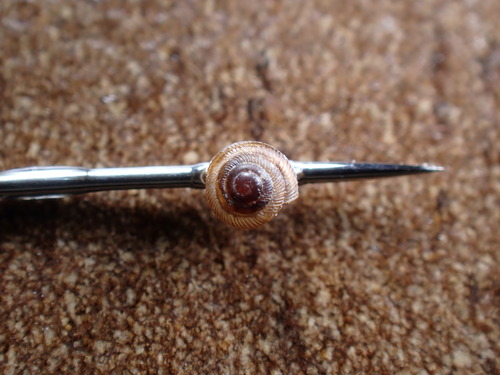 Strobilops aenea, 2024-05-09