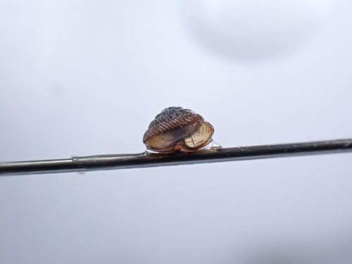 Strobilops aenea, 2024-05-09
