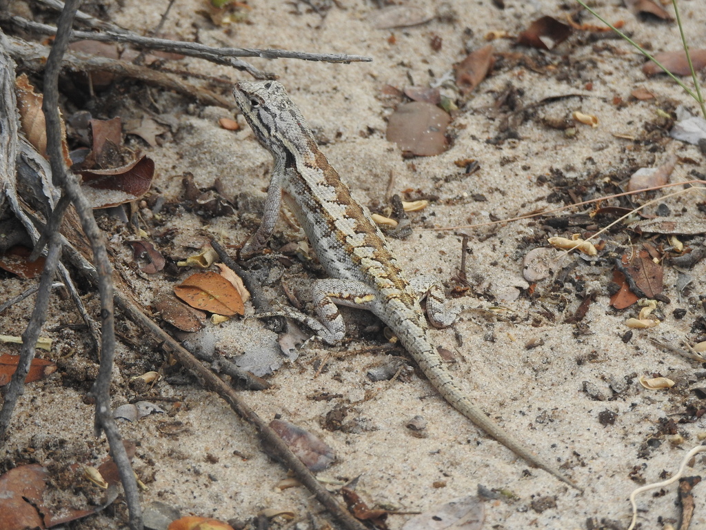 Amathites Lava Lizard