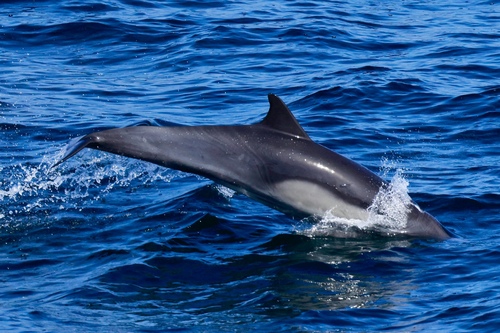 Short-beaked common dolphin