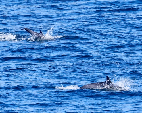 Short-beaked common dolphin