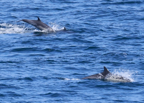 Short-beaked common dolphin