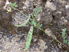 Hippocrepis ciliata