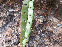 Hippocrepis ciliata